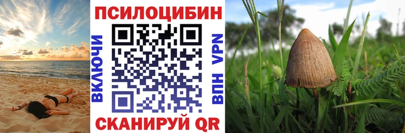 купить наркотики цена  Кизляр  Галлюциногенные грибы Psilocybine cubensis 